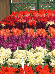 陜西華凌園林景觀工程 匠心筑就花卉世界，扮靚城市美好生活